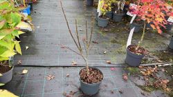 Érable japonais de Trompenburg. Acer palmatum "Trompenburg"