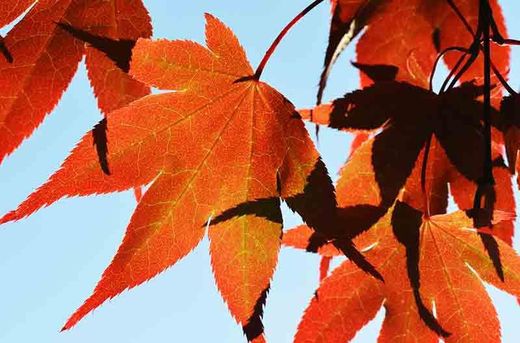 Arce japónico, Acer palmatum de calibre 20/25 cm