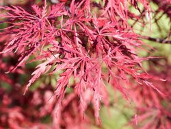 Arce japónico 'Dissectum garnet',  Acer palmatum 'Dissectum garnet'