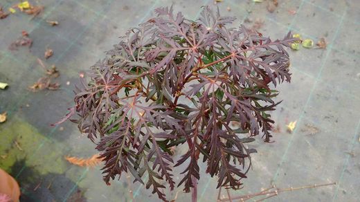 Arce japónico 'Dissectum garnet',  Acer palmatum 'Dissectum garnet'