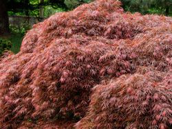 Arce japónico 'Dissectum garnet',  Acer palmatum 'Dissectum garnet'