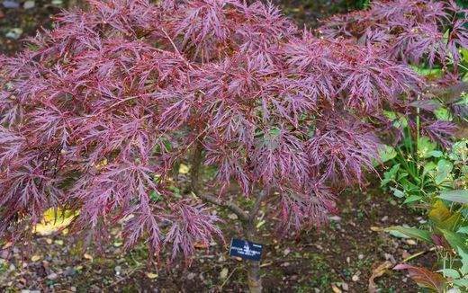 Arce japónico 'Dissectum garnet',  Acer palmatum 'Dissectum garnet'