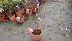 Arce japónico 'Dissectum garnet',  Acer palmatum 'Dissectum garnet'
