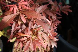 Planta viva de arce japonés Shaina de 2 años Planta viva de arce japonés Shaina de 2 años
