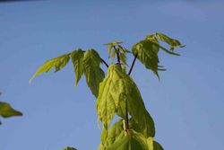 Arce negundo, arce americano, Acer negundo