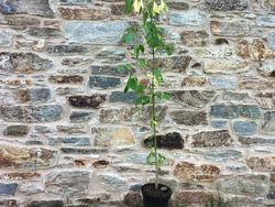 Arce negundo, arce americano, Acer negundo
