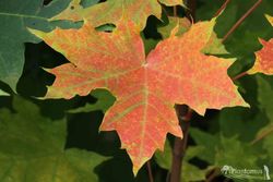 Arce real, arce de hoja de plátano, Acer platanoides