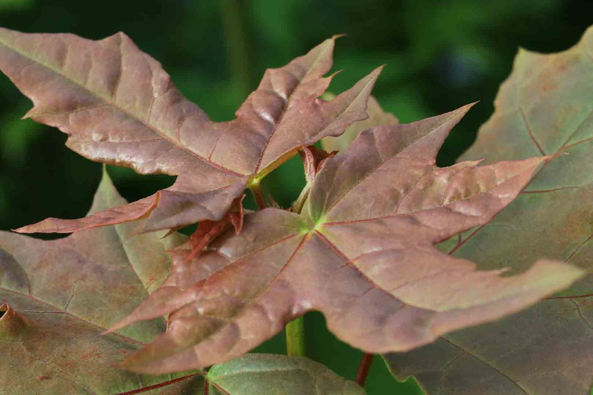 Arce real, arce de hoja de plátano, Acer platanoides Alvéolo forestal. Altura de la planta 10 cm