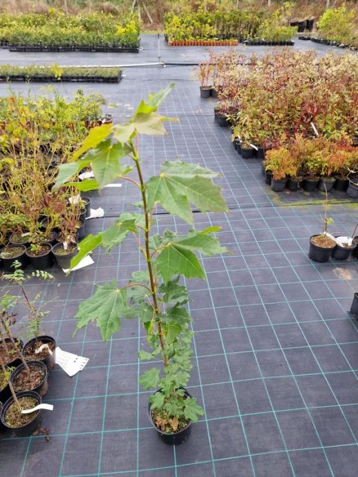 Arce real, arce de hoja de plátano, Acer platanoides