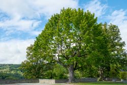 Arce real, arce de hoja de plátano, Acer platanoides