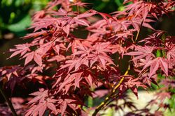 Bordo sicômoro, Acer palmatum 'Atropurpureum'