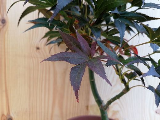Bordo sicômoro, Acer palmatum 'Atropurpureum'