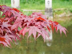 Bordo sicômoro, Acer palmatum 'Atropurpureum'