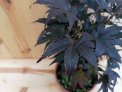 Bordo sicômoro, Acer palmatum 'Atropurpureum'