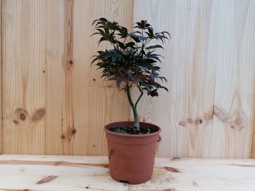 Bordo sicômoro, Acer palmatum 'Atropurpureum'