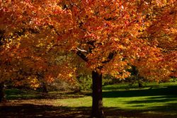Érable rouge en pot, érable canadien, Acer rubrum