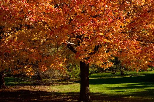 Érable rouge en pot, érable canadien, Acer rubrum
