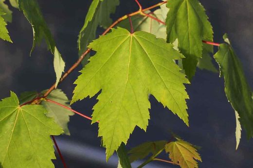 Érable rouge en pot, érable canadien, Acer rubrum