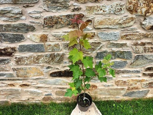 Érable rouge en pot, érable canadien, Acer rubrum