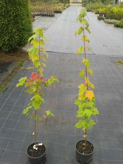 Érable rouge en pot, érable canadien, Acer rubrum