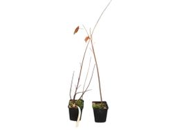 Érable rouge en pot, érable canadien, Acer rubrum