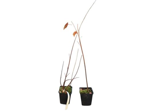 Érable rouge en pot, érable canadien, Acer rubrum