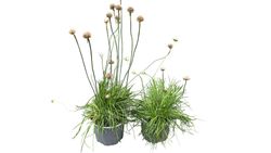 Armeria maritima Alba - Herbe d'amour à fleurs blanches