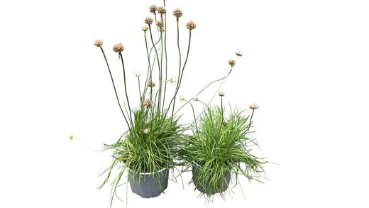 Armeria maritima Alba - Herbe d'amour à fleurs blanches