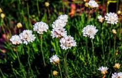 Armeria maritima Alba - Herbe d'amour à fleurs blanches