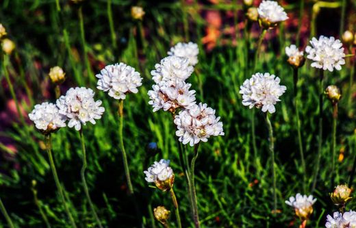 Armeria maritima Alba - Hierba de enamorar de flor blanca