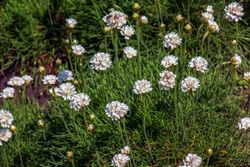 Armeria maritima Alba - Herbe d'amour à fleurs blanches