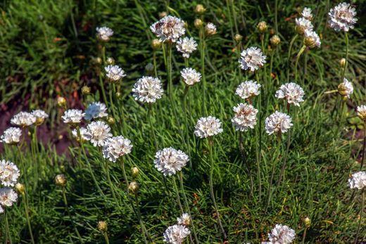 Armeria maritima Alba - Herbe d'amour à fleurs blanches
