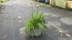 Armeria maritima Alba - Herbe d'amour à fleurs blanches