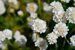 Armeria maritima Alba - Herbe d'amour à fleurs blanches