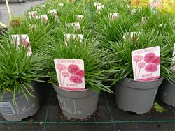 Armeria maritima "Armada rose"