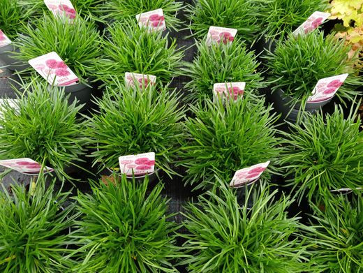Armeria maritima "Armada rose"