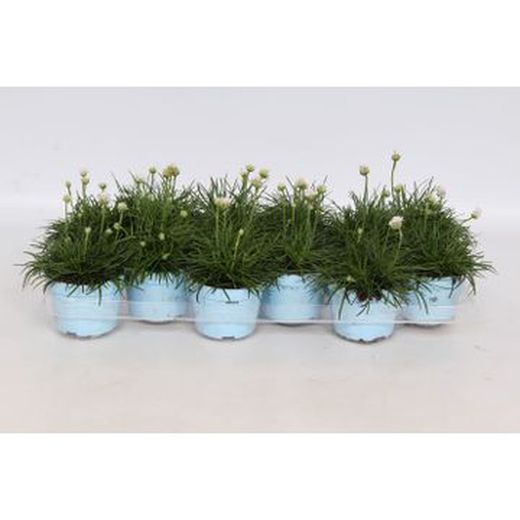 Armeria maritima "Armada white"