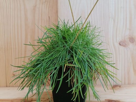 Armeria maritima "Armada white"