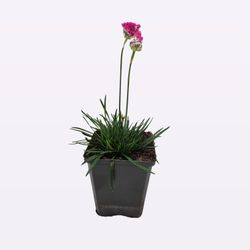 Armeria maritima "Splendens". Fleur d'amour rose