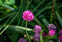 Armeria maritima "Splendens". Fleur d'amour rose