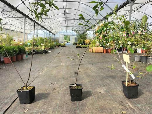 Aronia arbutifolia 'Brilliant'