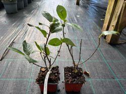 Aronia arbutifolia 'Brilliant'
