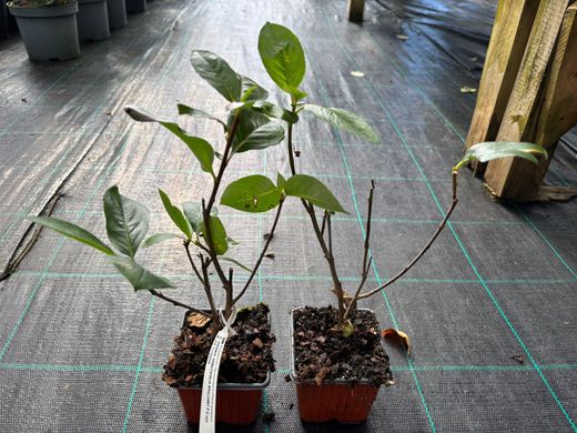 Aronia arbutifolia 'Brilliant'