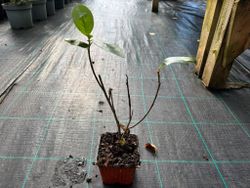 Aronia arbutifolia 'Brilliant'