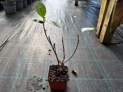Aronia arbutifolia 'Brilliant'