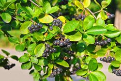 Aronia melanocarpa, aronia negra