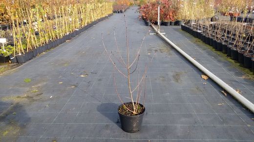 Aronia melanocarpa, aronia negra