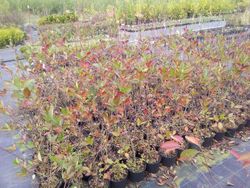 Aronia melanocarpa, aronia negra