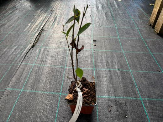 Aronia melanocarpa 'Hugin'