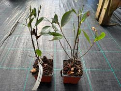 Aronia melanocarpa 'Hugin'